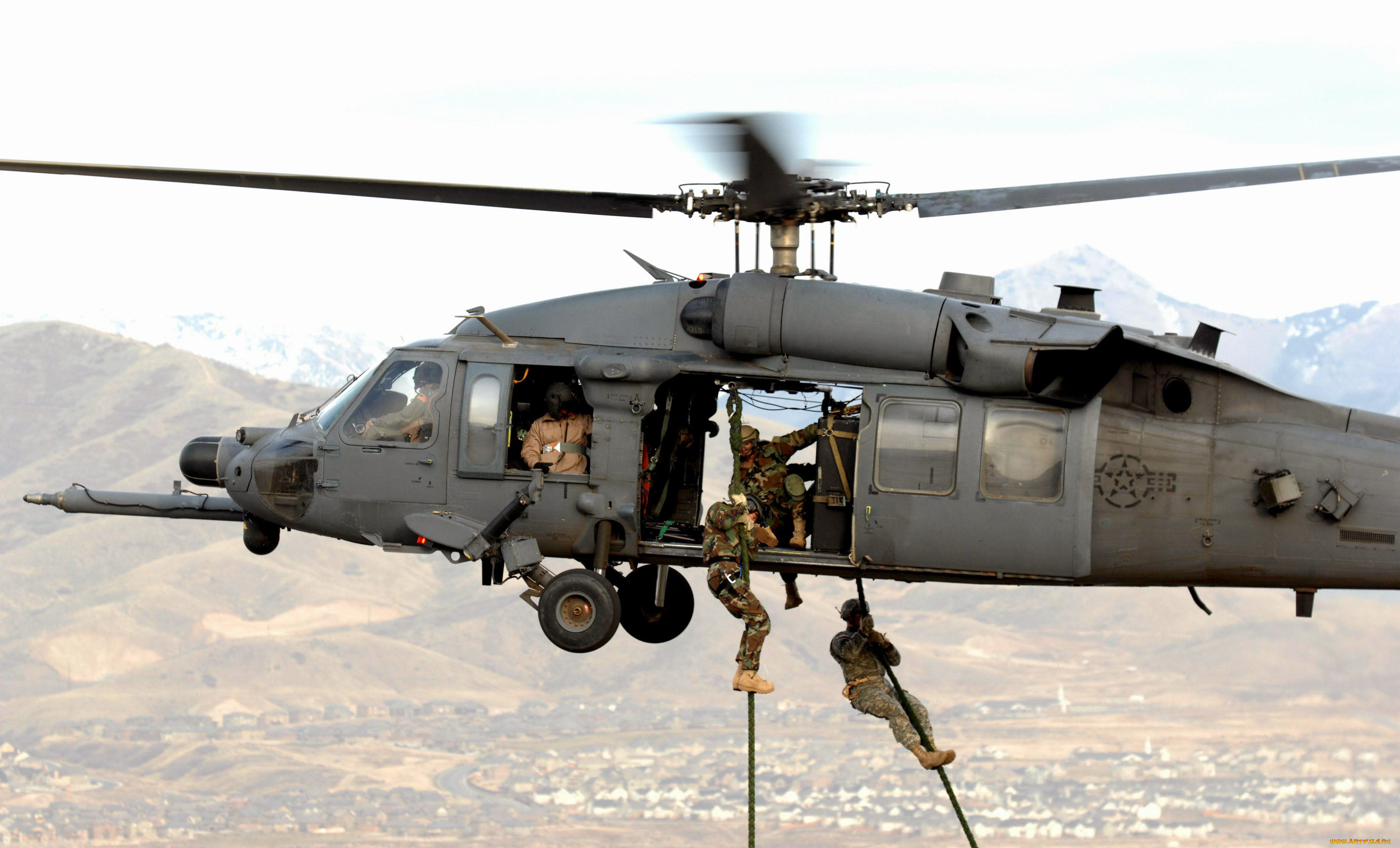black, hawk, , 